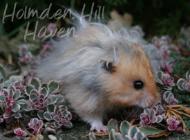 RC- Golden Umbrous Longhaired
